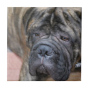 Bullmastiff Tile Tegeltje