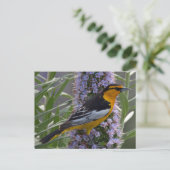 Bullock's Oriole Briefkaart (Staand voorkant)