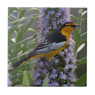 Bullock's Oriole Tegeltje