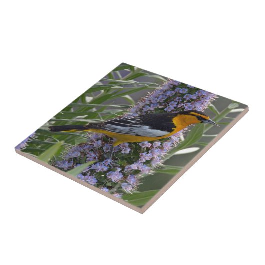 Bullock's Oriole Tegeltje (Zijkant)