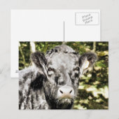 BULLS BRIEFKAART (Voorkant / Achterkant)