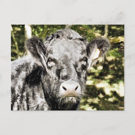 BULLS BRIEFKAART (Voorkant)