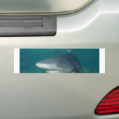 Bullshark Bumpersticker (Op auto)
