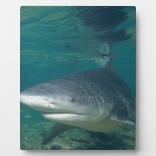 Bullshark Fotoplaat (Voorkant)
