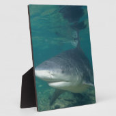 Bullshark Fotoplaat (Zijkant)