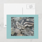 Bullslang (Pituophis catenifer sayi) Briefkaart (Voorkant / Achterkant)