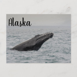 Bultrug Breach Alaska Briefkaart