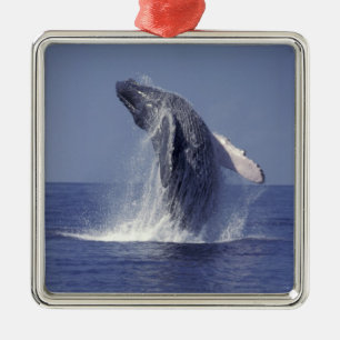 Bultrug springt uit het water (Megaptera Metalen Ornament