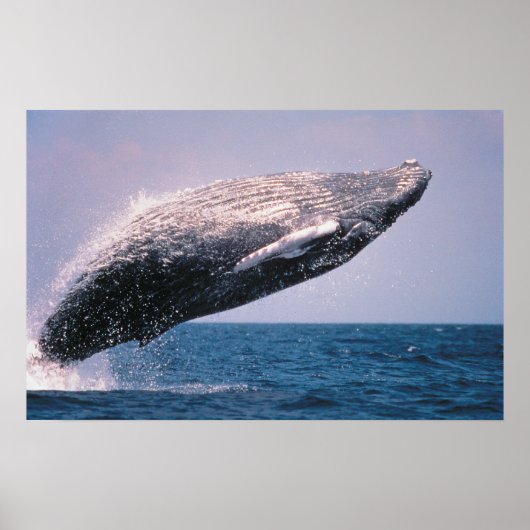 Bultrug springt uit het water poster (Voorkant)