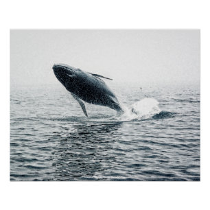bultrug walvis kalf perfect poster