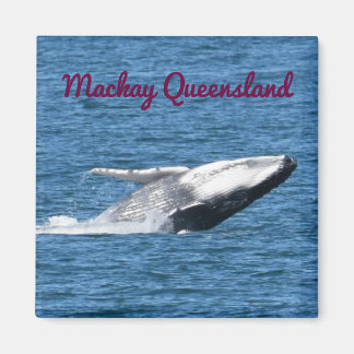 BULTRUG WALVISSTAART MACKAY QUEENSLAND AUSTRALIË MAGNEET