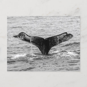 Bultrug Whale Tail Splash - Wildlife Fotografie Briefkaart