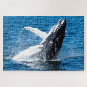 Bultrugwalvis Alaska Legpuzzel