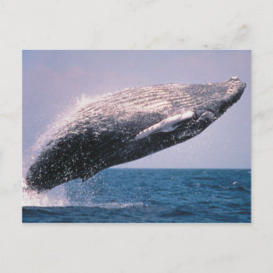 Bultrugwalvis breekt door het wateroppervlak briefkaart