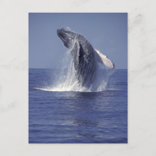 Bultrugwalvis springt uit het water (Megaptera Briefkaart