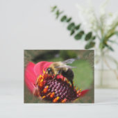 Bumble Bee 195 ~ carte postale (Debout devant)