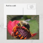 Bumble Bee 195 ~ carte postale (Devant / Derrière)