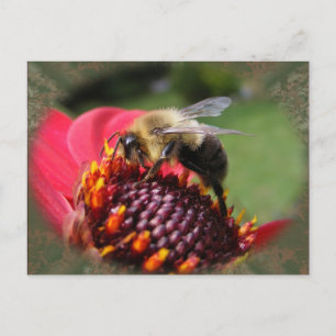 Bumble Bee 195 ~ carte postale