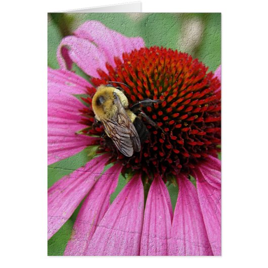 Bumble Bee 2 (Devant)