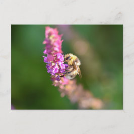 Bumble Bee Briefkaart