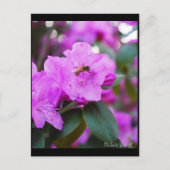 Bumble Bee Briefkaart (Voorkant)