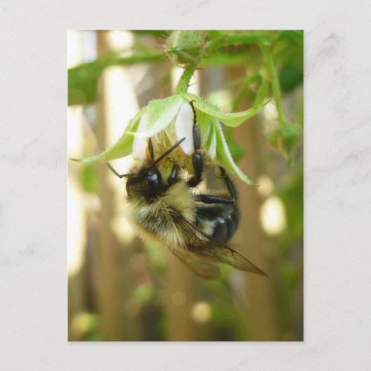 Bumble Bee Briefkaart (Voorkant)