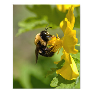 Bumble Bee Closeup Foto Afdruk