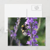 Bumble bee Collect Pollen Post Card Briefkaart (Voorkant / Achterkant)