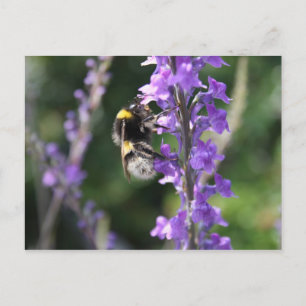 Bumble bee Collect Pollen Post Card Briefkaart