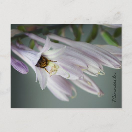 Bumble Bee in het Briefkaart Hosta (Voorkant)