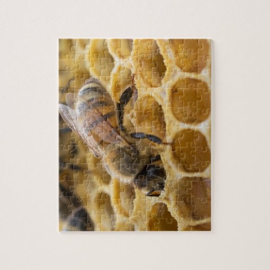 Bumble Bee Inside Honeycomb Jigsaw Puzzle (Vertical)