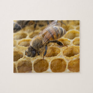 Bumble Bee Inside Honeycomb Jigzaag Puzzle Legpuzzel