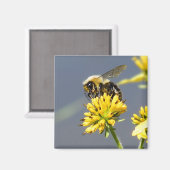Bumble Bee Magnet (Recto/Verso)