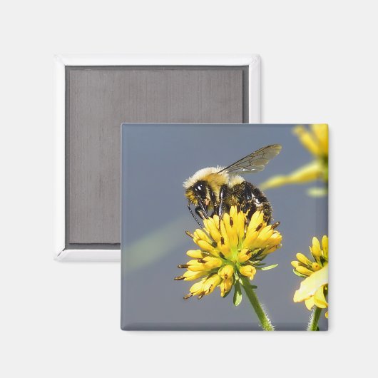 Bumble Bee Magnet (Recto/Verso)