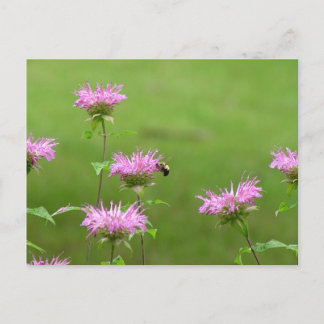 Bumble Bee on Bee Balm Flower Carte postale