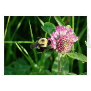 Bumble Bee on Clover All Occasion Blank Grey