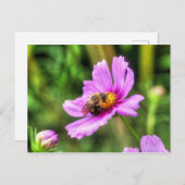 Bumble Bee. on Pink Cosmos Briefkaart (Voorkant / Achterkant)