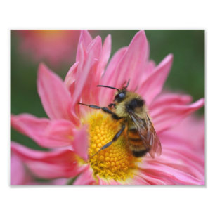 Bumble Bee On Pink Daisy Flower Close Up 8x10 Foto Afdruk