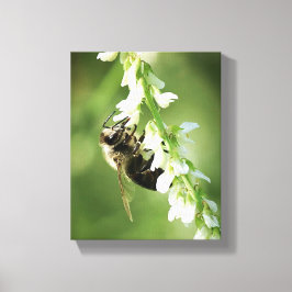 Bumble Bee on white flower Canvas Afdruk