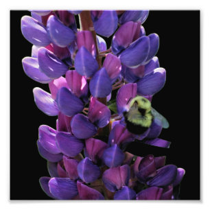 Bumble Bee On Wild Lupine Flower Close Up 8x8 Foto Afdruk