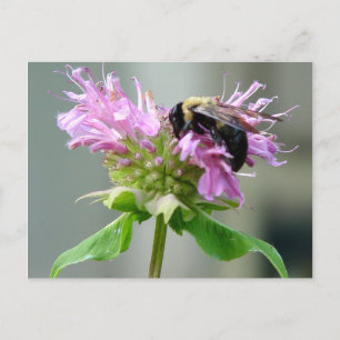 Bumble bee op bijenbalm Briefkaart 2