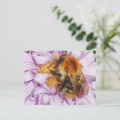 Bumble Bee op een Michaelmas Daisy-Briefkaart Briefkaart (Staand voorkant)