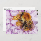 Bumble Bee op een Michaelmas Daisy-Briefkaart Briefkaart (Voorkant / Achterkant)