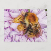 Bumble Bee op een Michaelmas Daisy-Briefkaart Briefkaart (Voorkant)