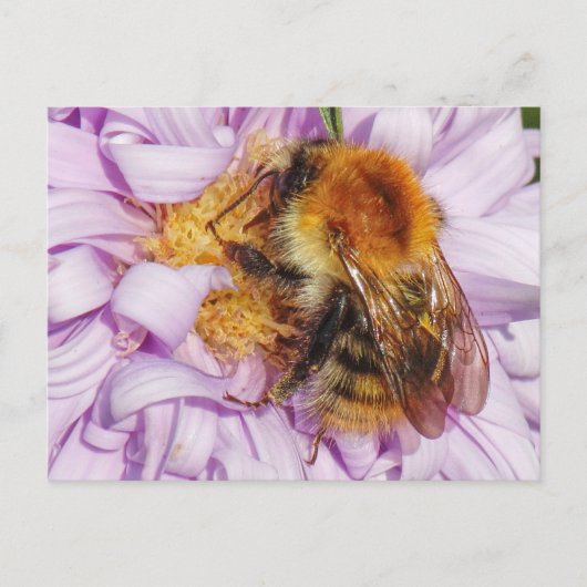 Bumble Bee op een Michaelmas Daisy-Briefkaart Briefkaart (Voorkant)