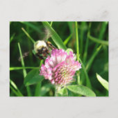Bumble Bee op Red Clover Briefkaart (Voorkant)