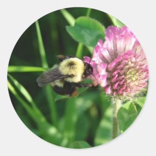 Bumble Bee op Red Clover Ronde Sticker