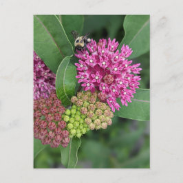 Bumble Bee op Roos Milkweed Briefkaart