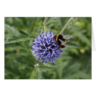 Bumble Bee op Thistle