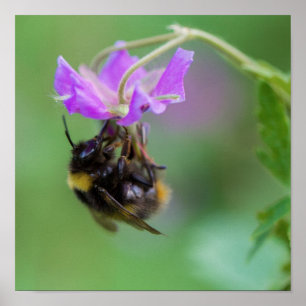 Bumble Bee Photo Poster